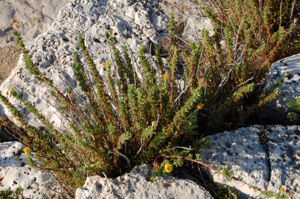 Limbarda crithmoides / Enula bacicci